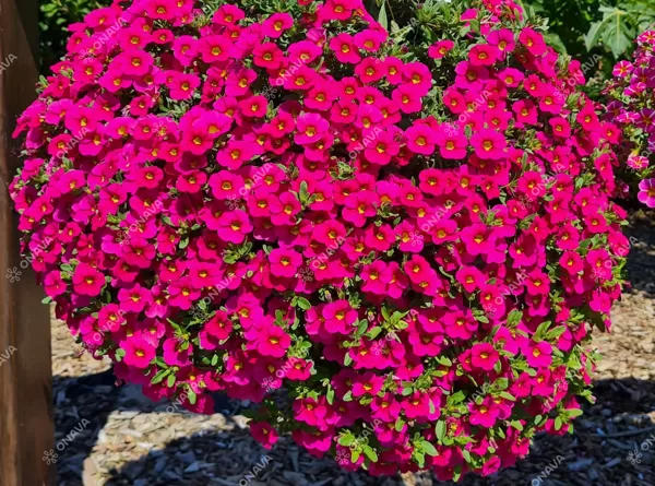 Hibrīdā kalibrahoja 'Calita Compact Rose'