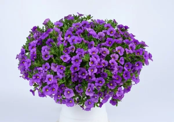 Hibrīdā kalibrahoja 'Calita Compact True Blue'