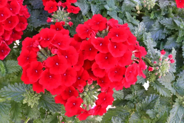 Hibrīdā verbena 'Empress Sun Red'