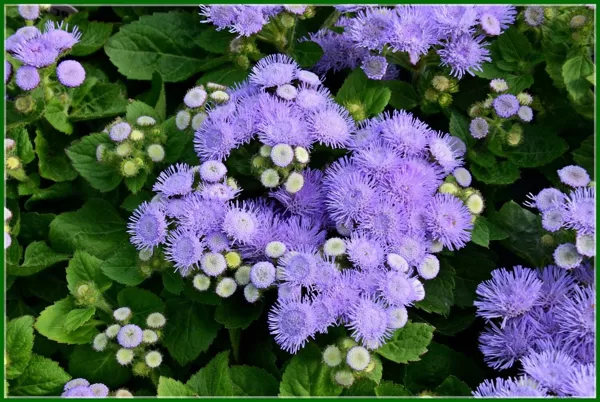 Houstona agerāts 'Hawaii Blue'