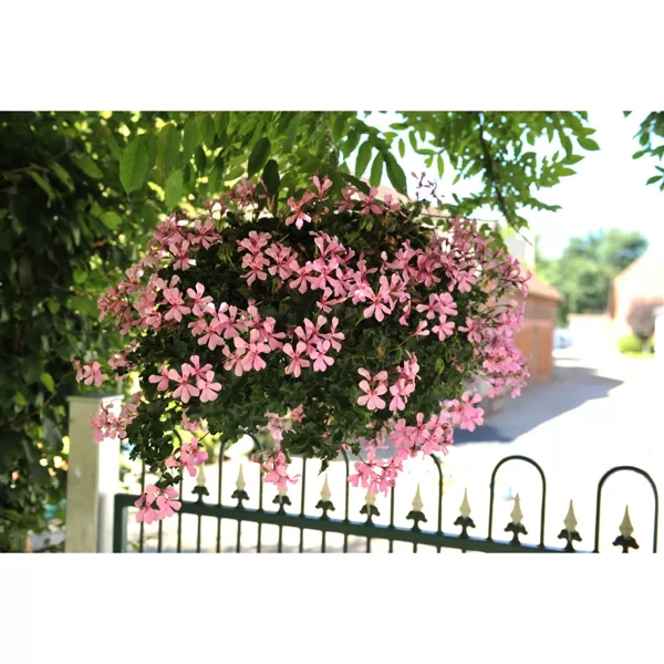 Nokarenās pelargonijas