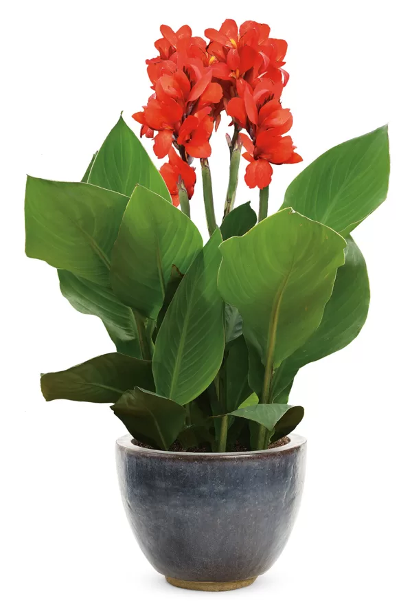 Indijas kanna 'Cannova Scarlet'