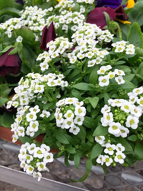 Jūrmalas lobulārija 'Easter Bonnet White'