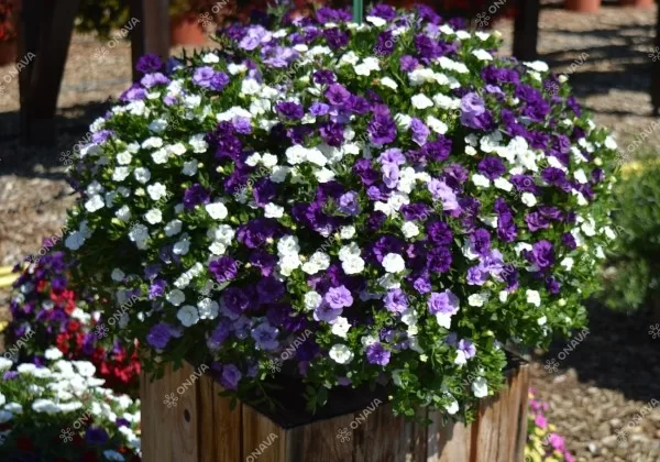 Kalibrahoja 'Double Trio Blue-Sky Blue- Snow'
