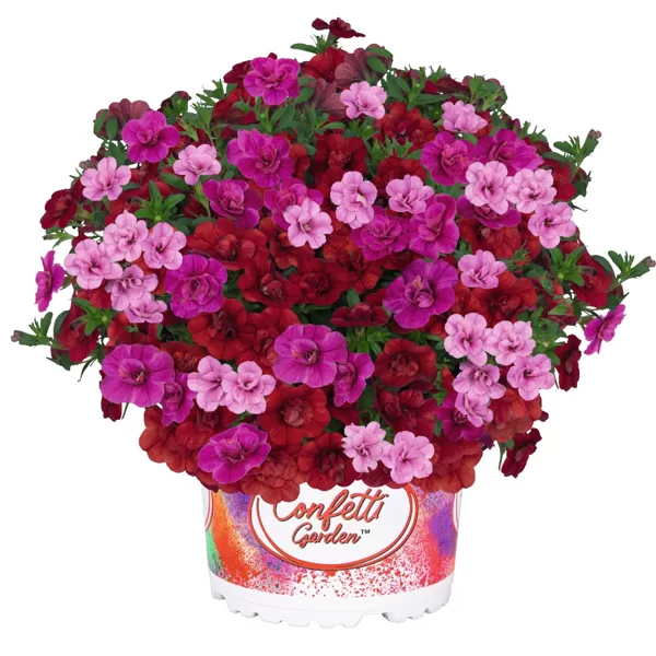 Kalibrahojas 'MyColour Clash'