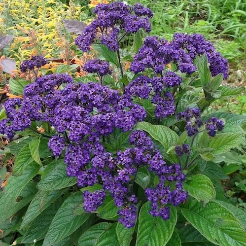 Kokveida heliotrops 'Marine'