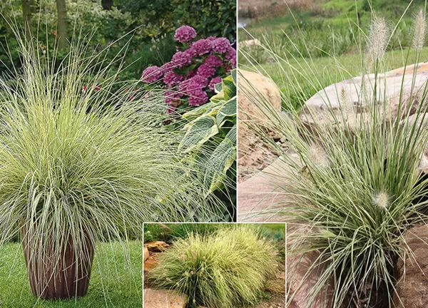 Lapsastu sarzāle 'Penstripe'