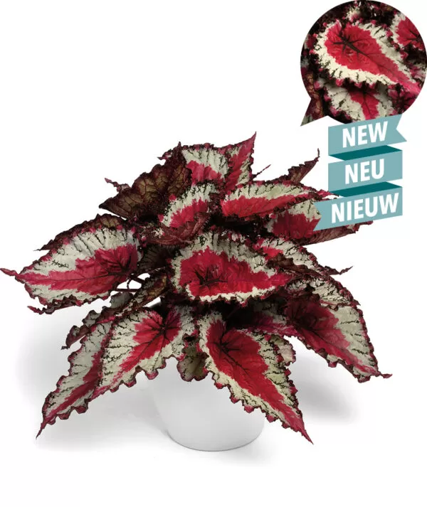 Leaf Begonia Special Collection Caribbean Night