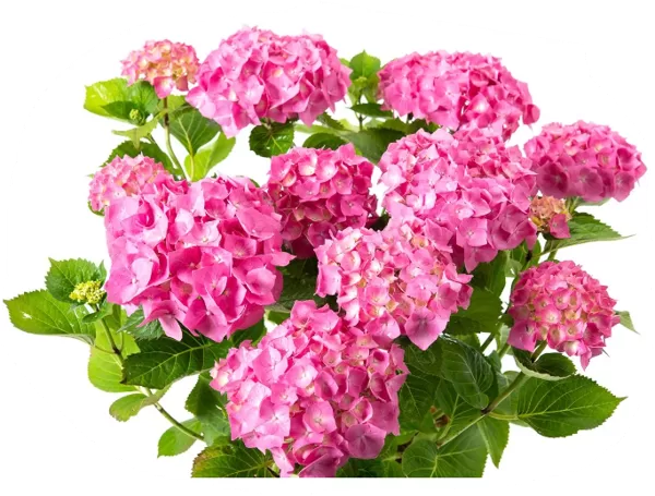 Hortenzijas