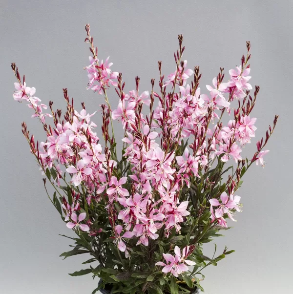 Londheimera gaura 'Giggles Pink Shades'