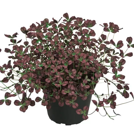 Ložņu āboliņš 'Angel Clover Beauty'