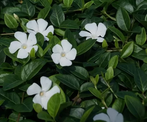 Mazā kapmirte 'Colada'