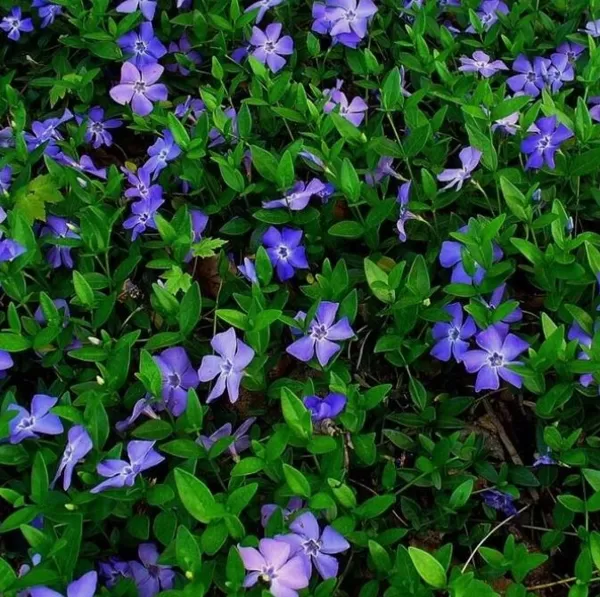 Mazā kapmirte 'Hawaii'