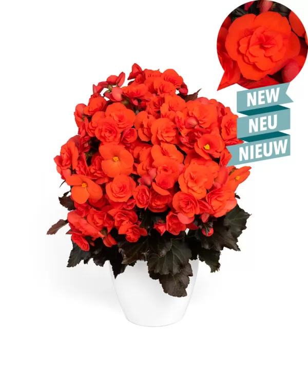 Mocca Orange