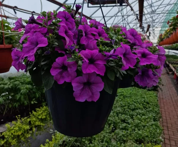 Petunia Conchita 'Grande Lavander'