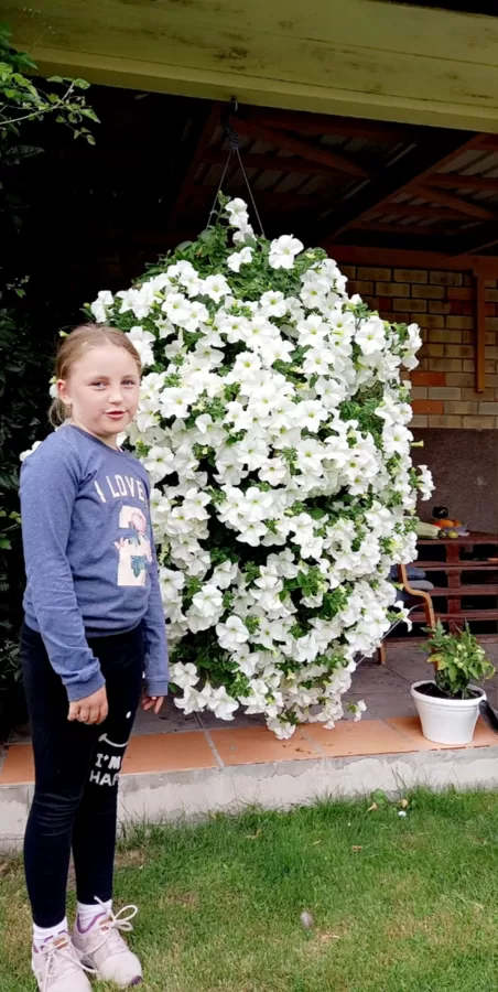 Petunia Conchita 'Grande White'