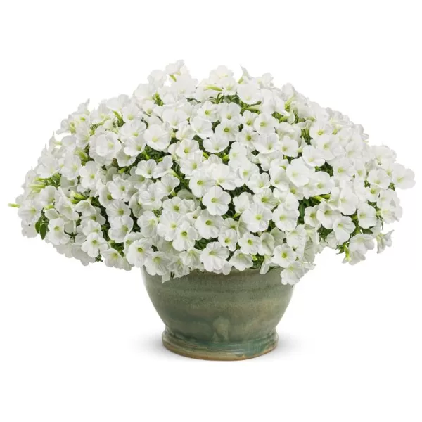 Petunia Mini Vista 'White'