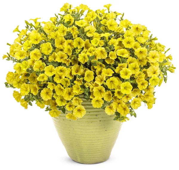 Petunia Mini Vista 'Yellow'