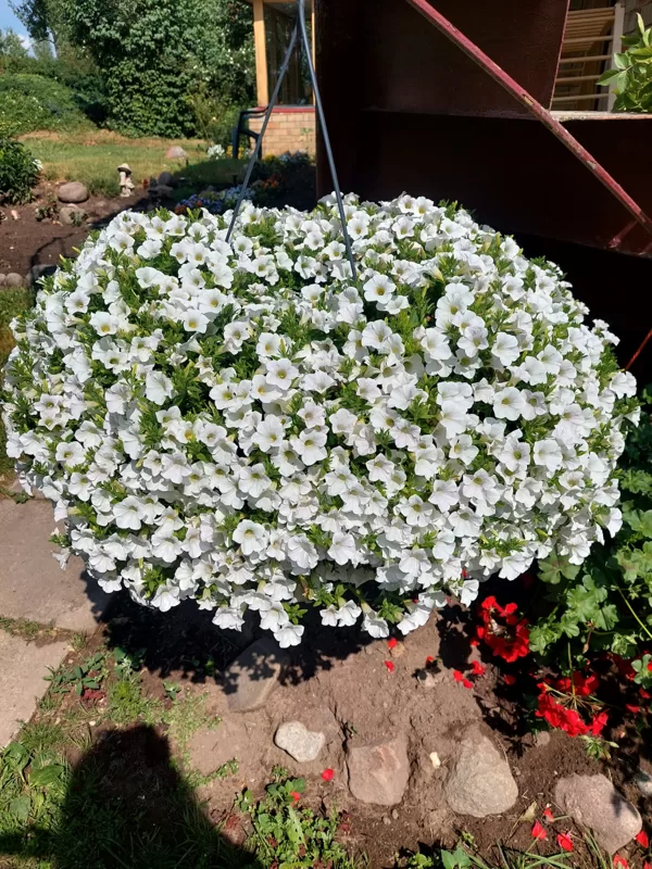 Petunia Surfinia 'Table White'