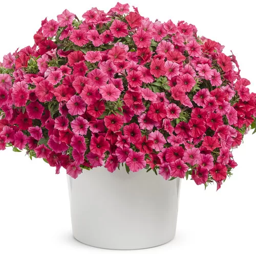 Petunia 'Supertunia VISTA Paradise'