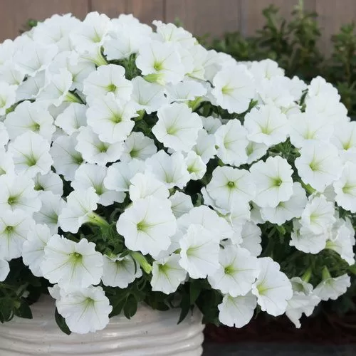 Petunia 'Supertunia Vista Snowdrift'
