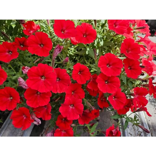 Petunia 'Supertunia Vista Strawberry'
