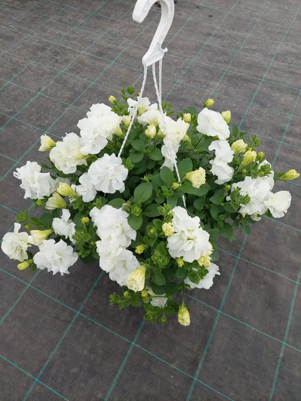Petunia atkinsiana'Tumbelina Diana'