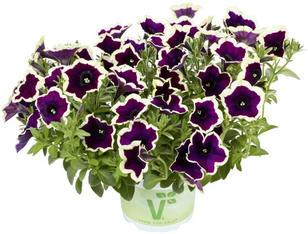 Petunia atkinsiana 'Fortado Velvet Picotee'