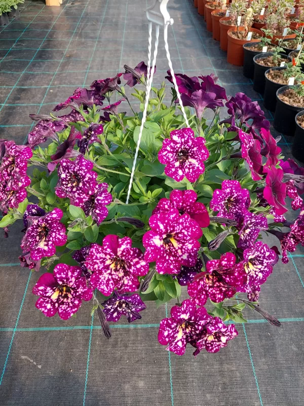 Petunia atkinsiana 'StarTunia Magenta'