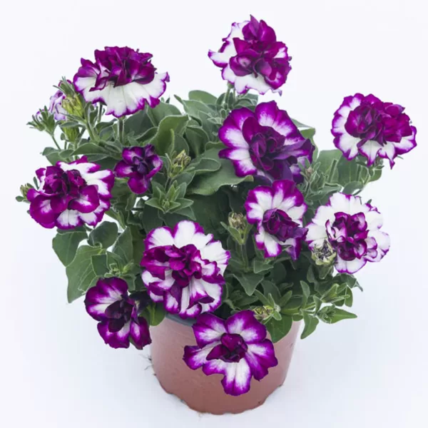 Petunia atkinsiana 'Tumbelina Compact Nicola'