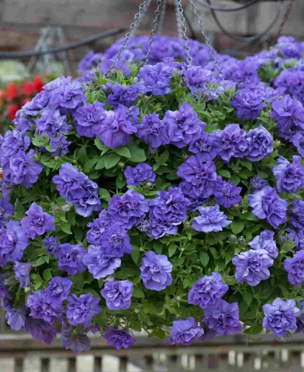 Petunia atkinsiana 'Tumbelina Sophia'
