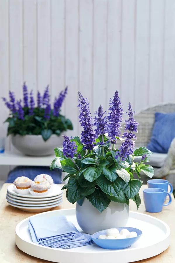 Salvija 'Mysty Blue'