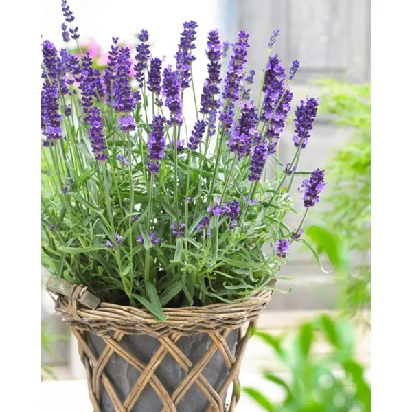 Šaurlapu lavanda 'Hidcote Blue'
