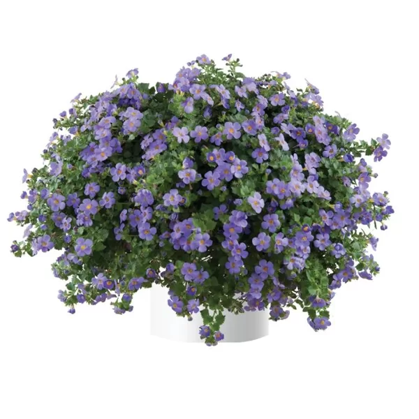 Skrajā sutera 'Scopia Gulliver Blue'