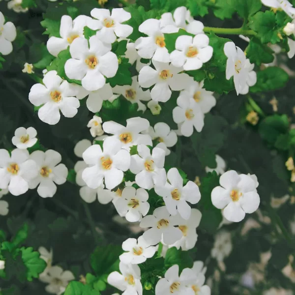Skrajā sutera 'Yakima Giga White'