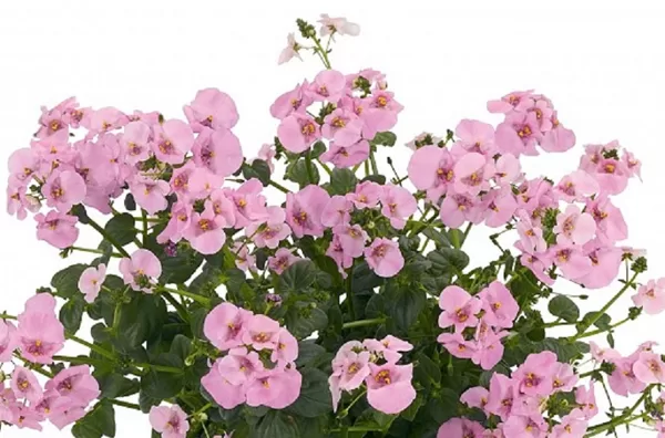 Smalkā diascija 'Divara Giga Rose'