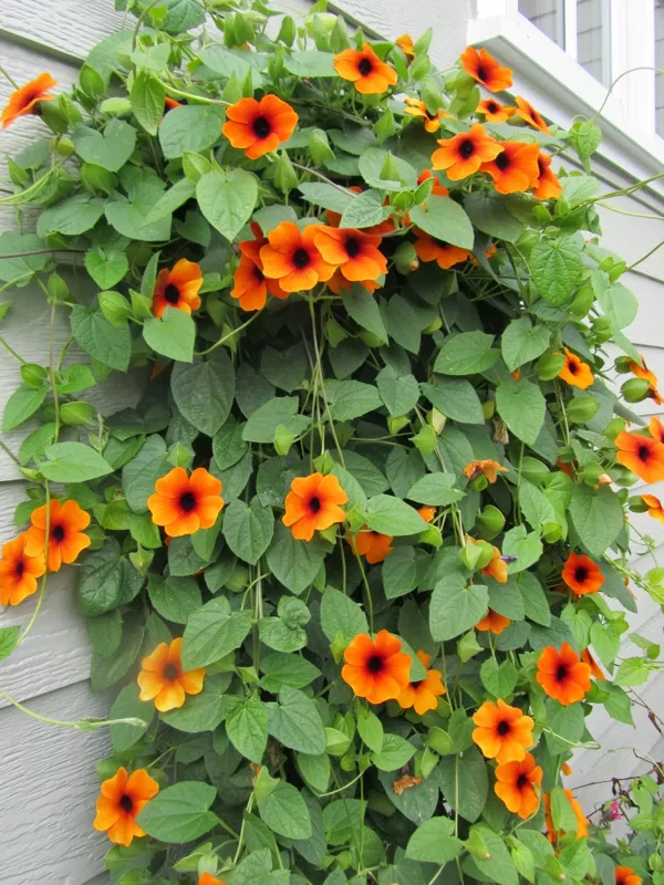 Spārnainā tunbergija 'Orange Beauty'