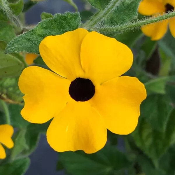 Spārnainā tunbergija 'Sunny Susy Gold'
