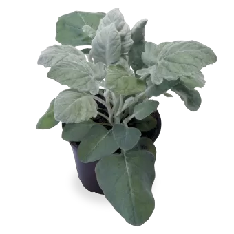 Sudrablapu krustaine 'New Look'