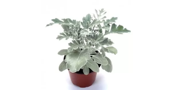 Sudrablapu krustaine 'Silverdust'