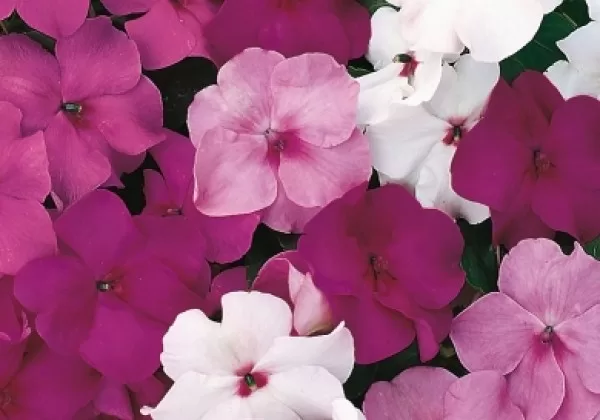 Vallera balzamīne 'Campos Mystic Mix'