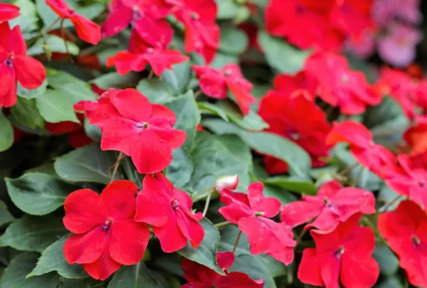 Vallera balzamīne 'Campos Scarlet'