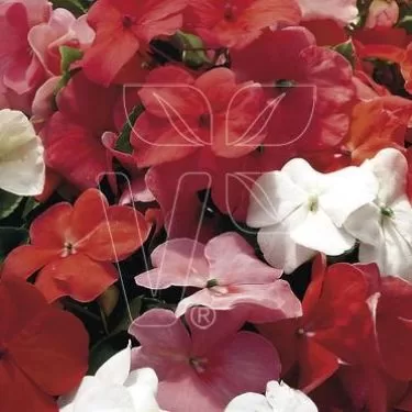 Vallera balzamīne 'Campos Sunrise Mix'