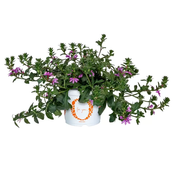Vītolu skēvola 'Scala Pink'
