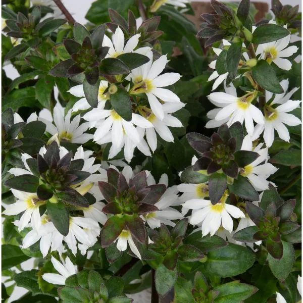 Vītolu skēvola 'Scala White'