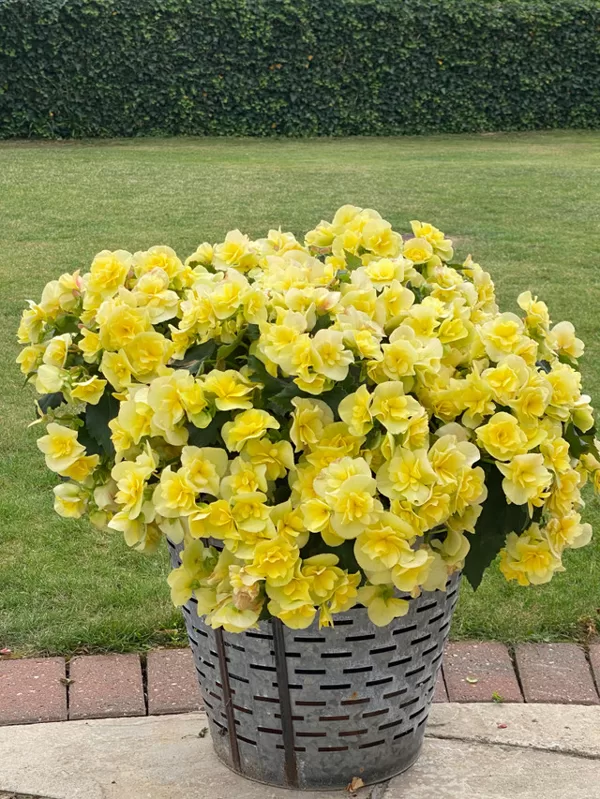 Yellow