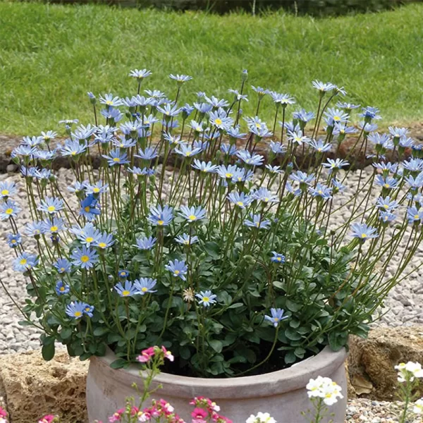Zelta felīcija 'Forever Blue'
