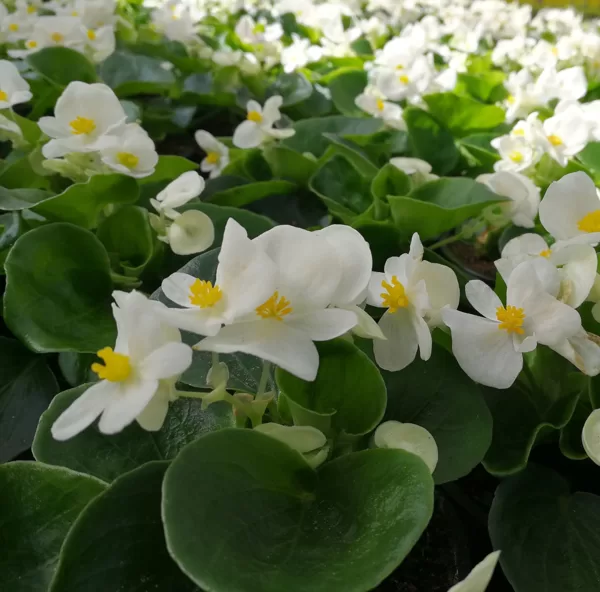 'Brasil White'