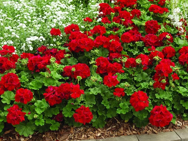 'Calliope Dark Red'