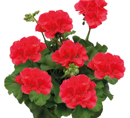 'Calliope Deep Coral'